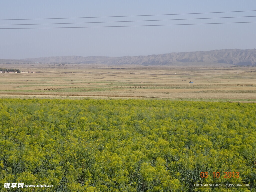 金黄油菜田 广袤田野风光