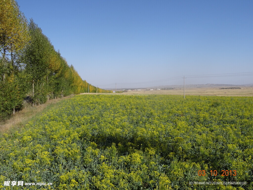 金黄油菜花田 蓝天绿树相伴