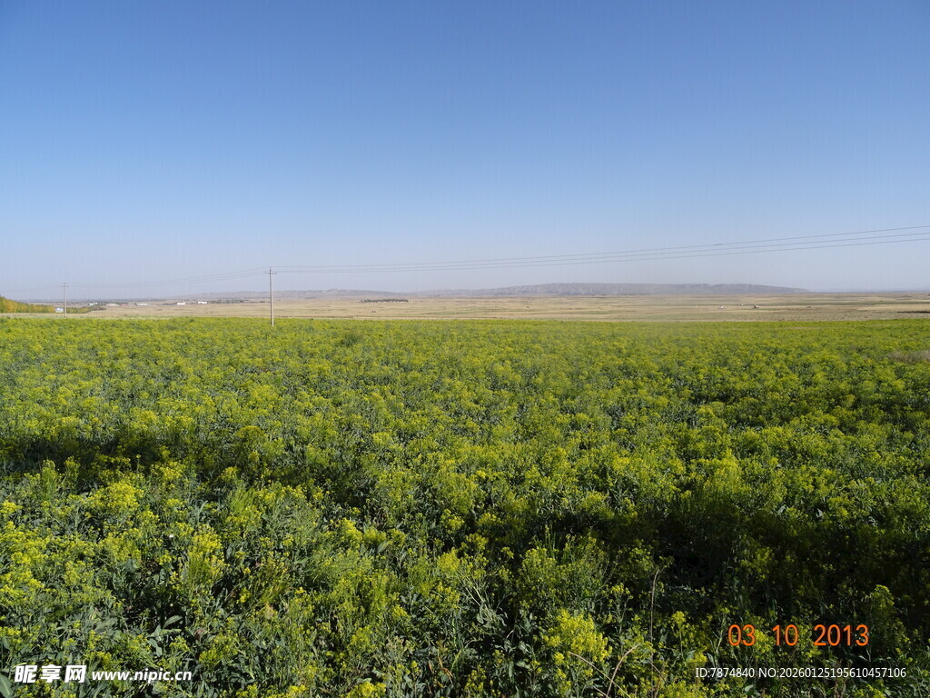 广袤绿色田野风光