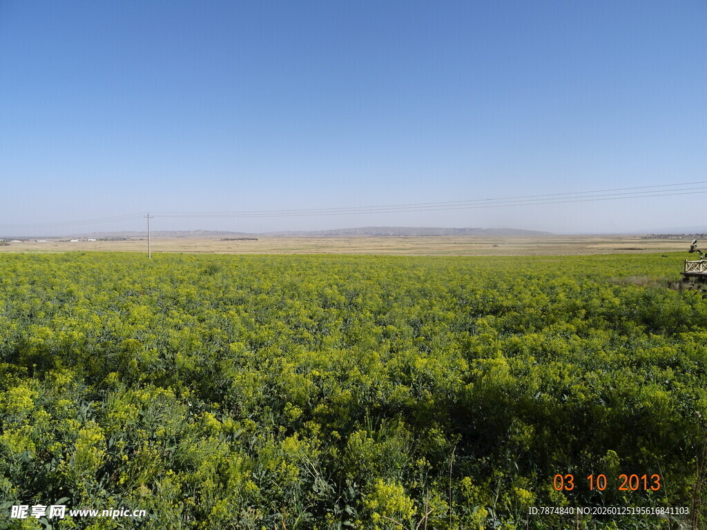 广袤油菜花田 田园风光