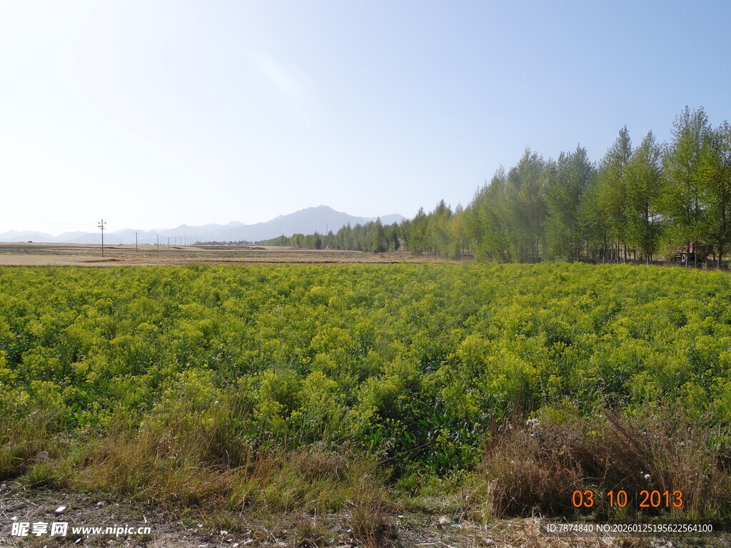 广袤绿植田野风光