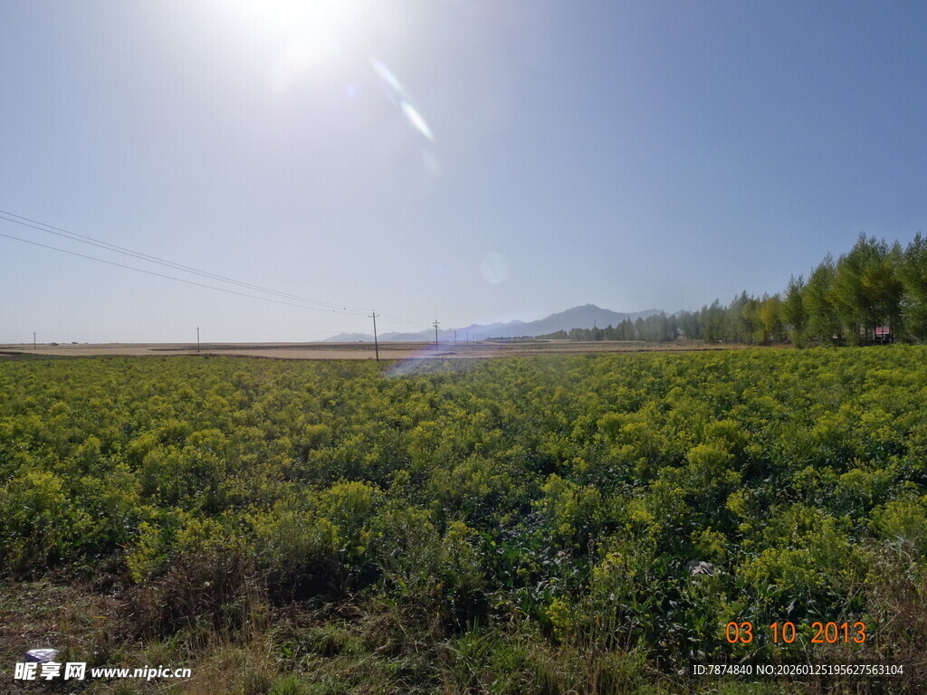 阳光照耀下的绿色田野
