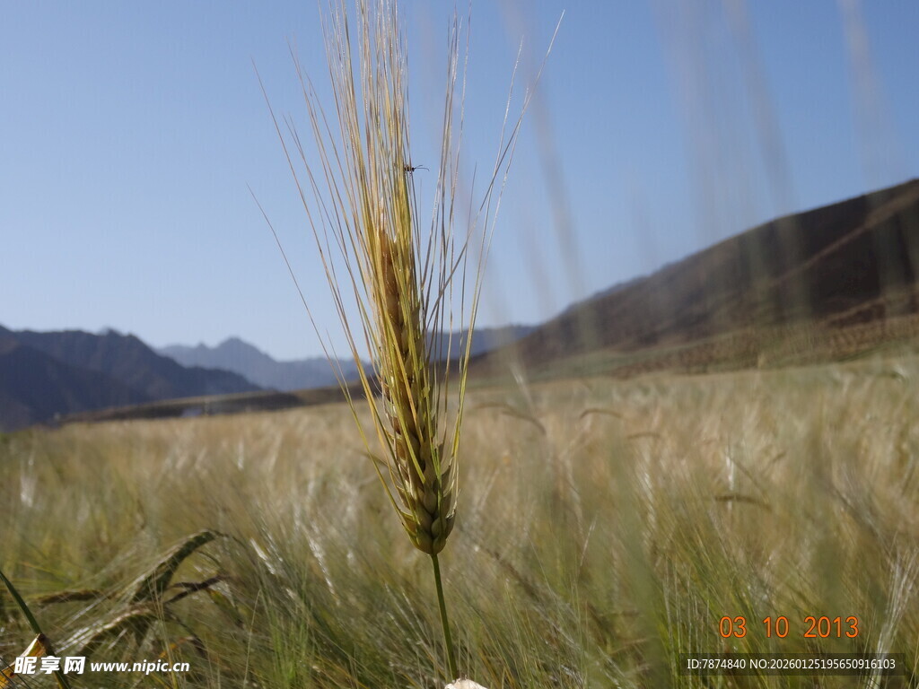 麦田麦穗与远山风景