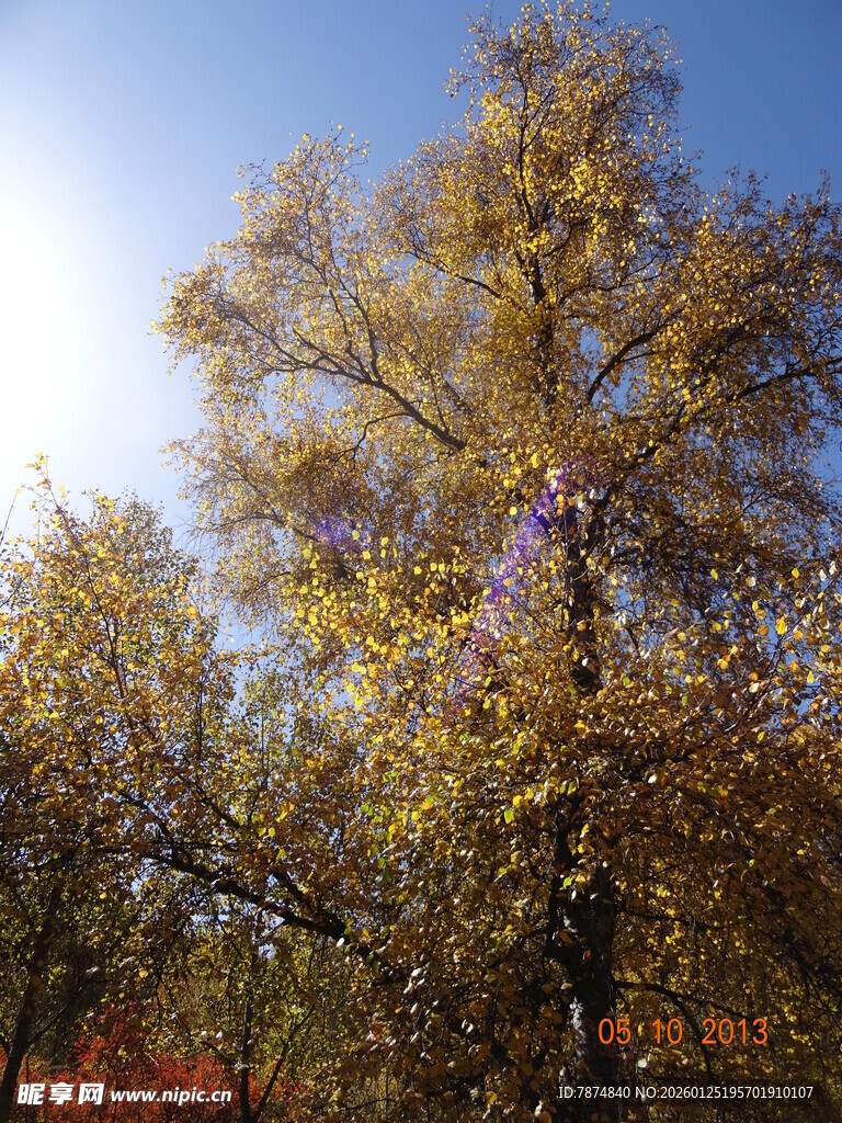 秋日金黄树木蓝天美景