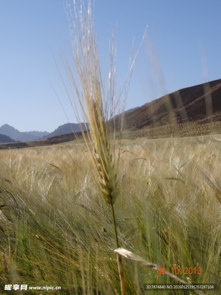 麦田麦穗 远山蓝天美景