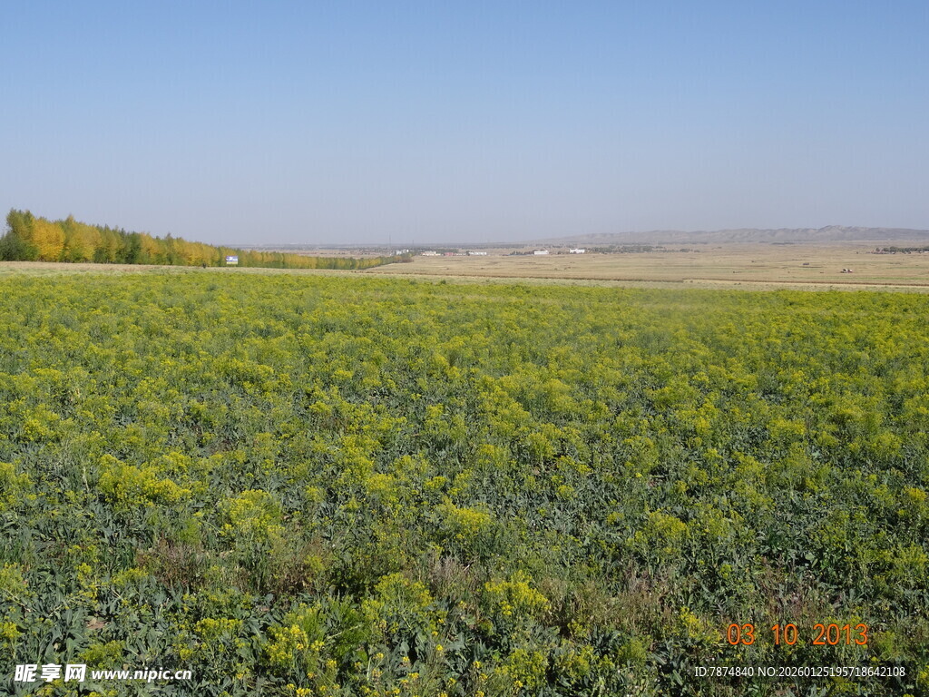 广袤田野绿意盎然
