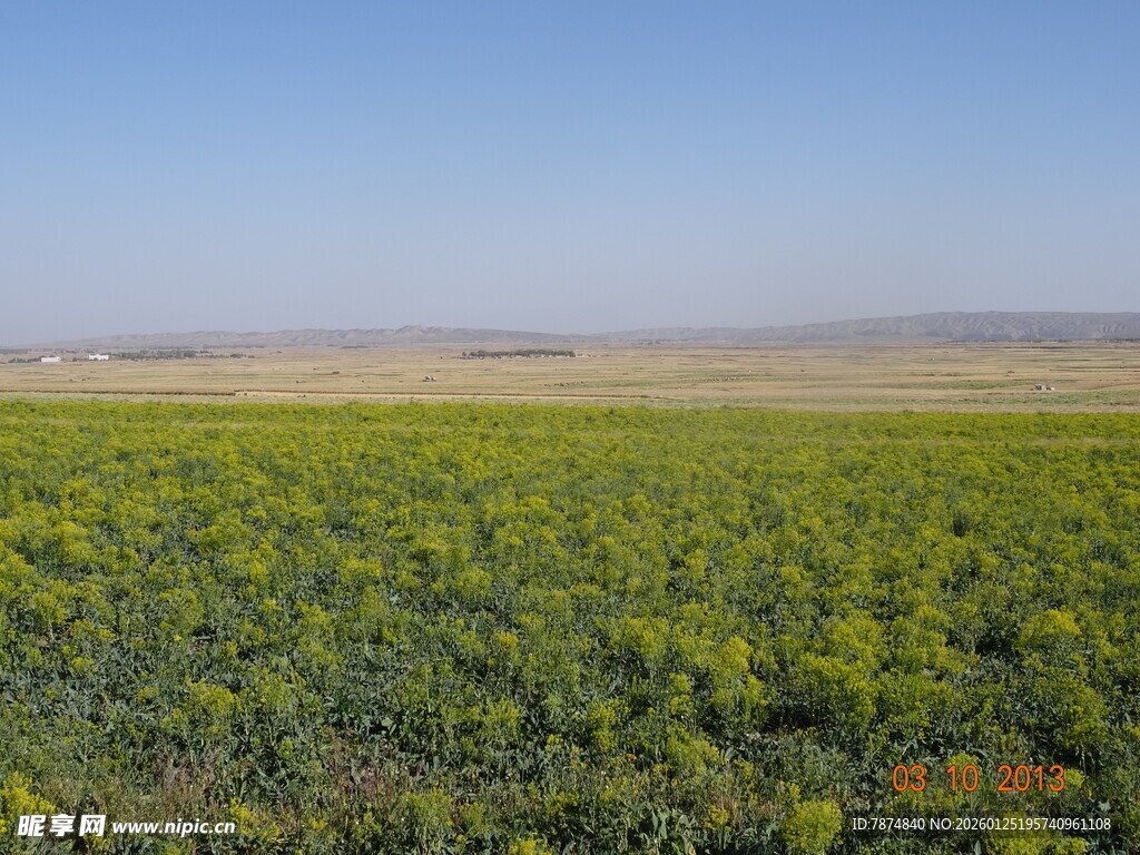金黄灿烂的向日葵花海