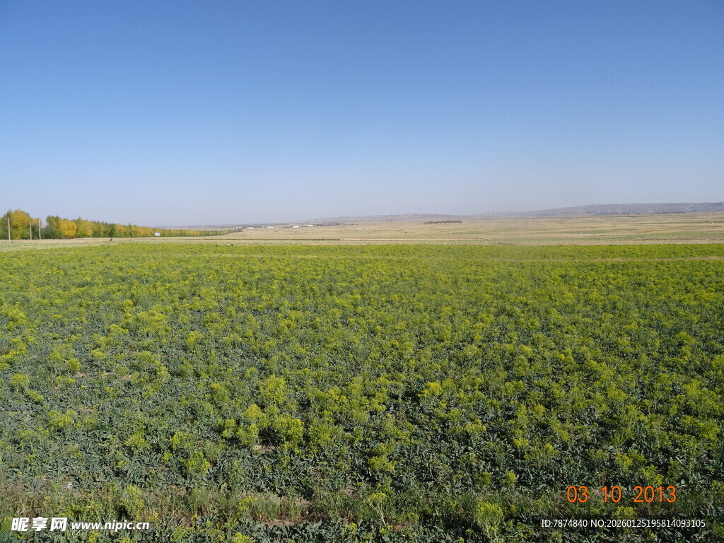 广袤绿野 尽显田园风光