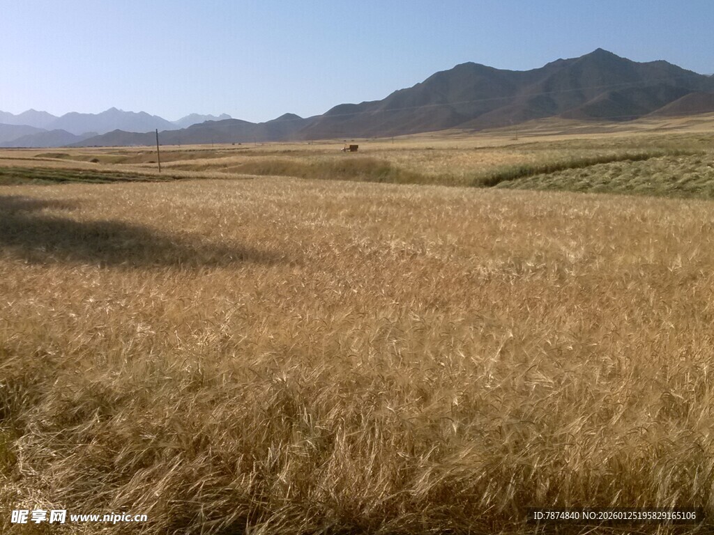 广袤金黄麦田与远山