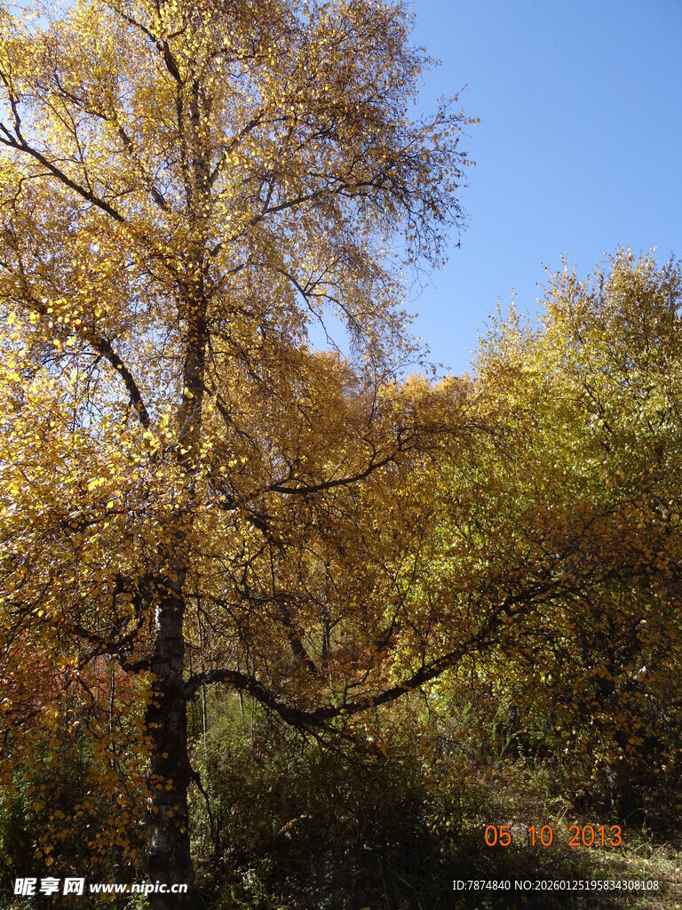 秋日金黄树林美景