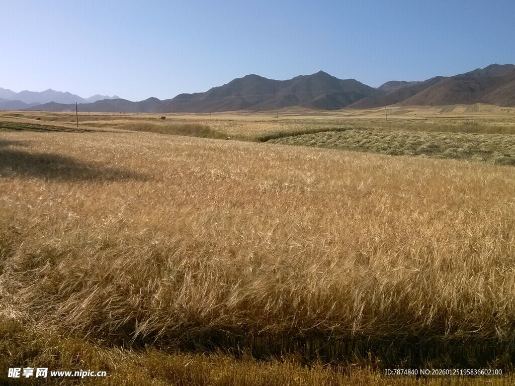 广袤麦田与远山美景