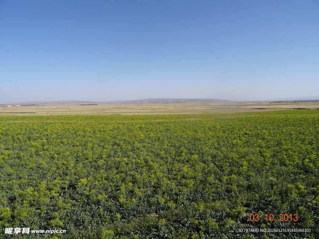 广袤绿农田 生机无限