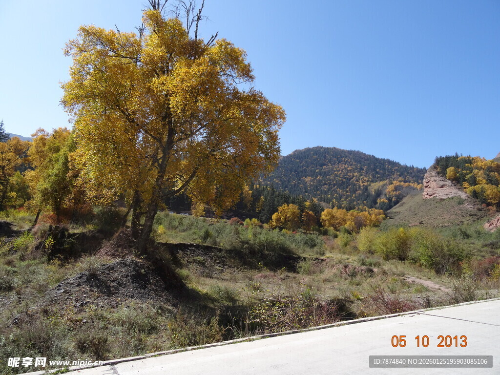 秋日公路旁的金黄树木