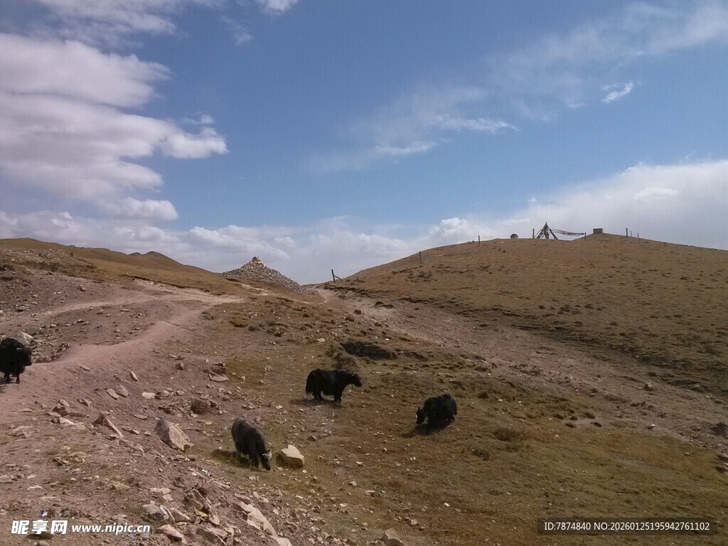 草原旷野中的黑色牲畜