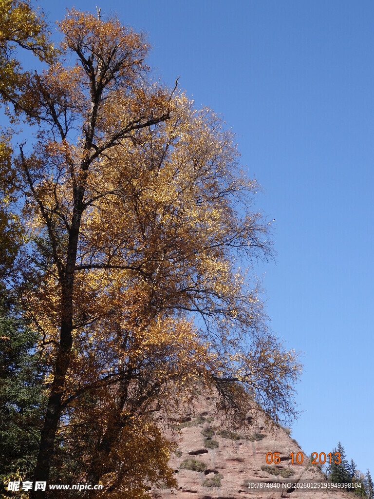 秋日山林树木与蓝天景致