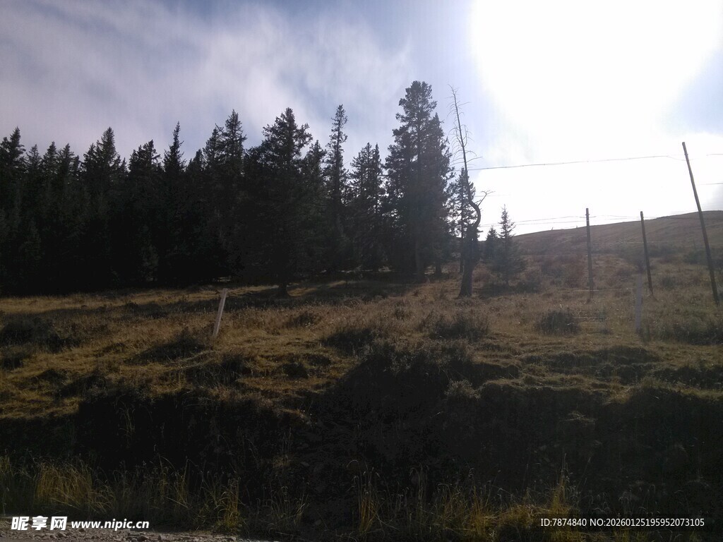 山间阳光照耀的树林草地