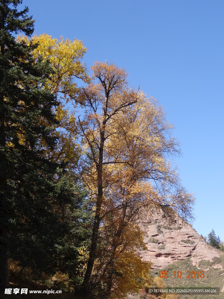 秋日山林中的多彩树木