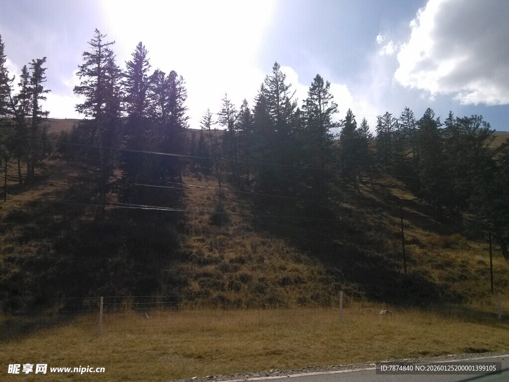 山间公路旁的葱郁树林