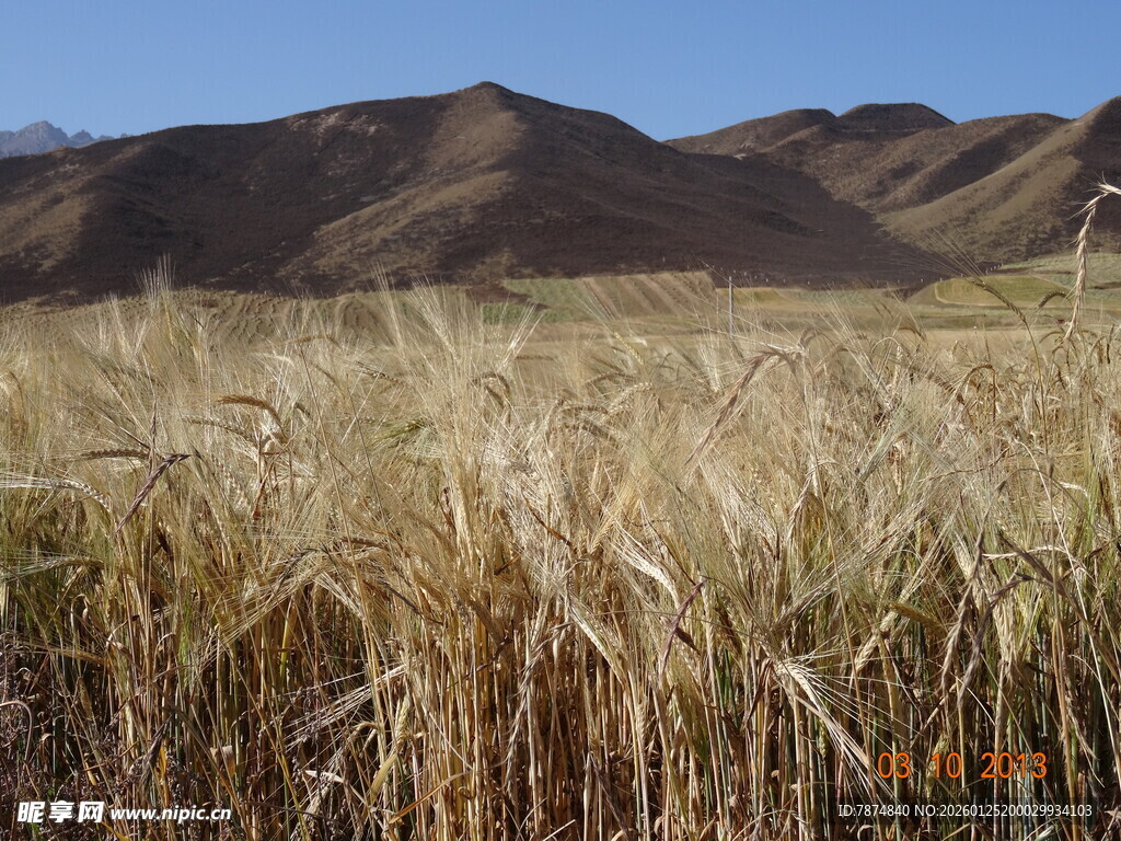 金黄麦田与远山美景