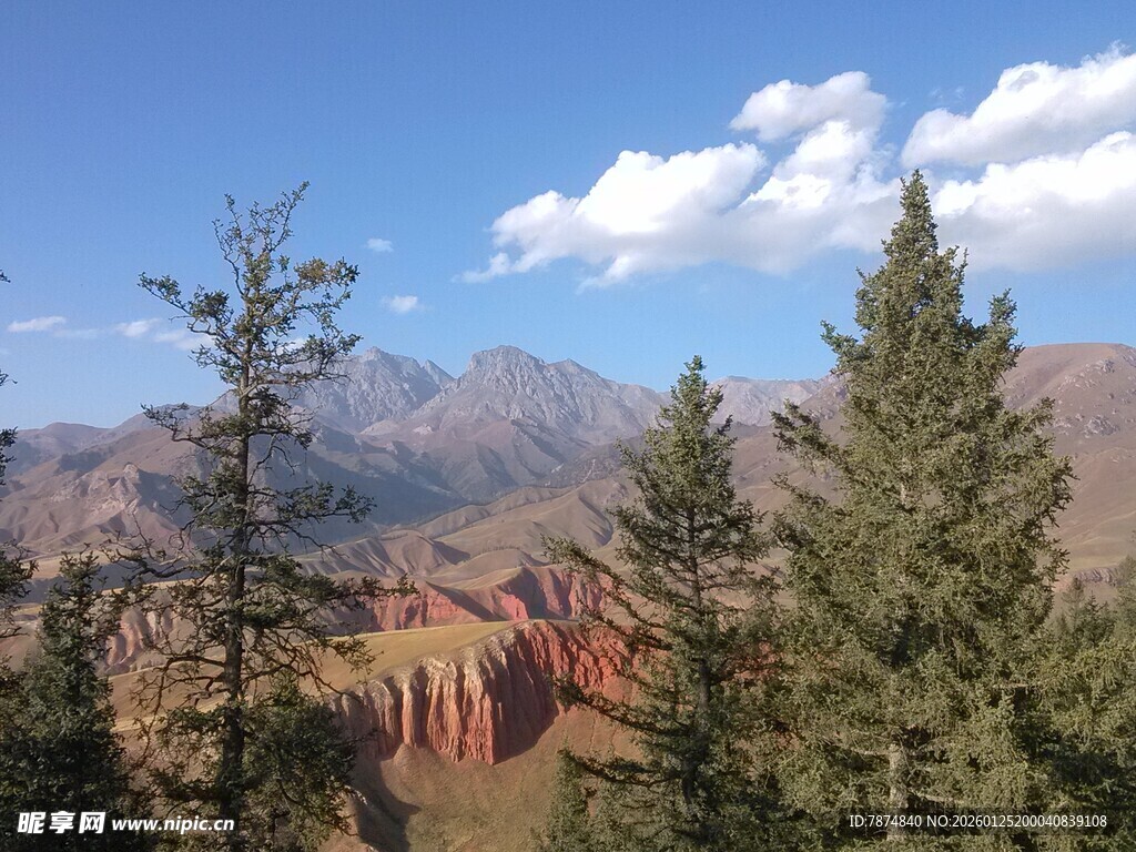山间松影与壮丽峡谷风光