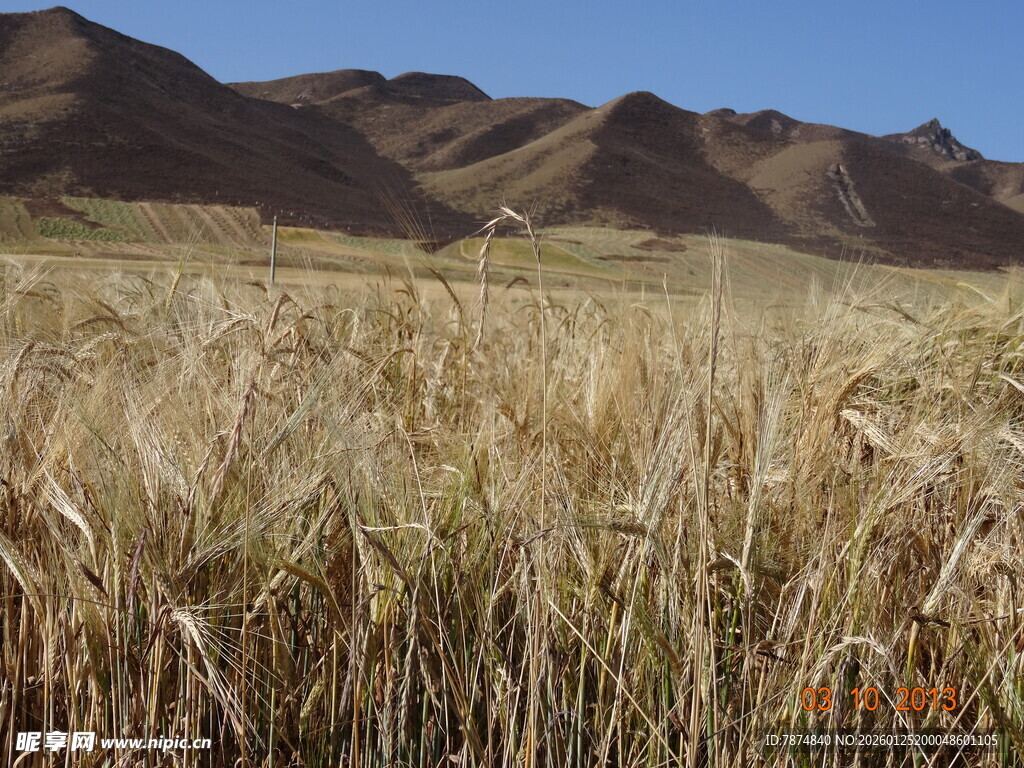 金黄麦田与远处山峦美景