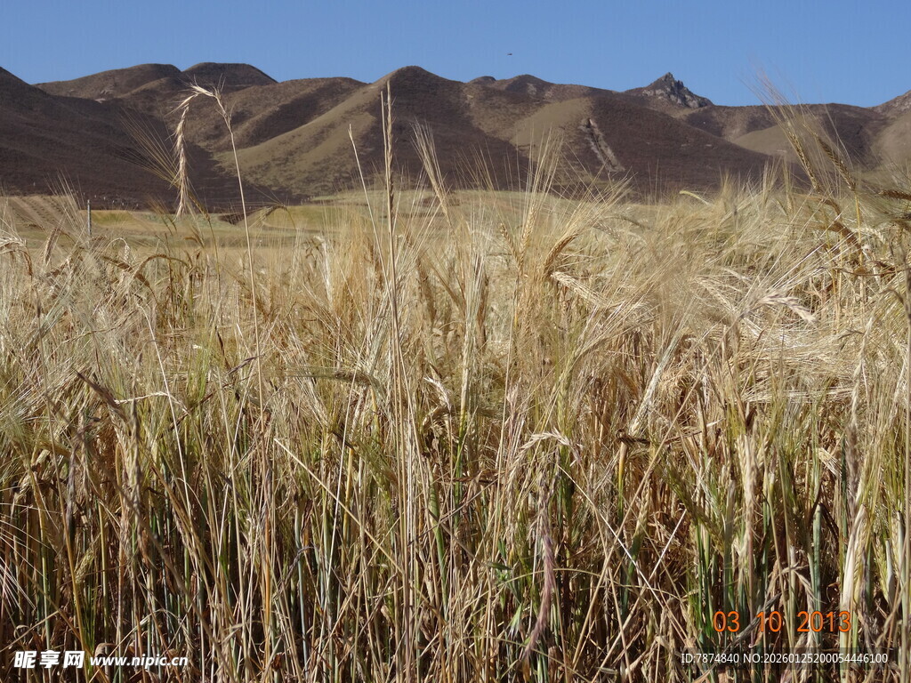 金黄麦田与远山美景