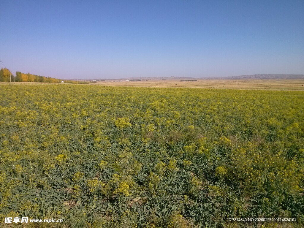 广袤田野绿意浓