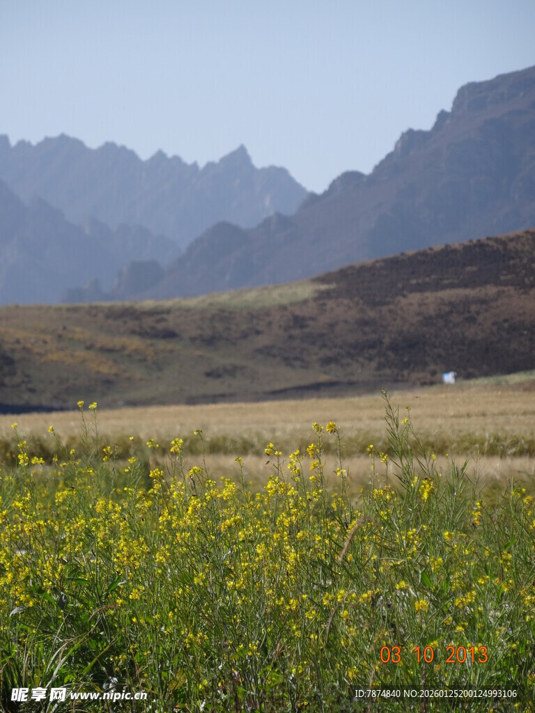 山间黄花田 自然美景