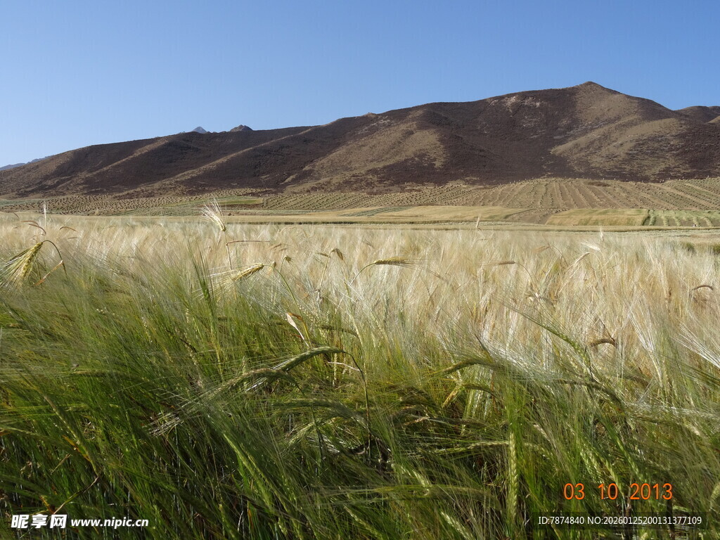 麦田与远山的自然景致