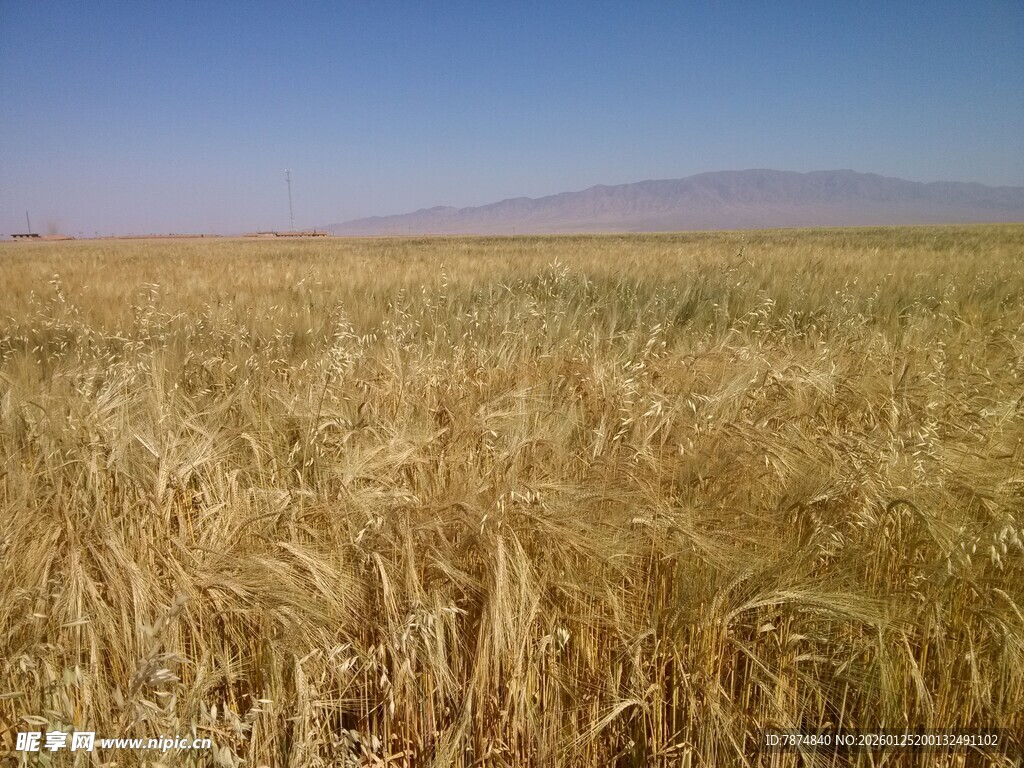 金黄麦田 广袤天地之景