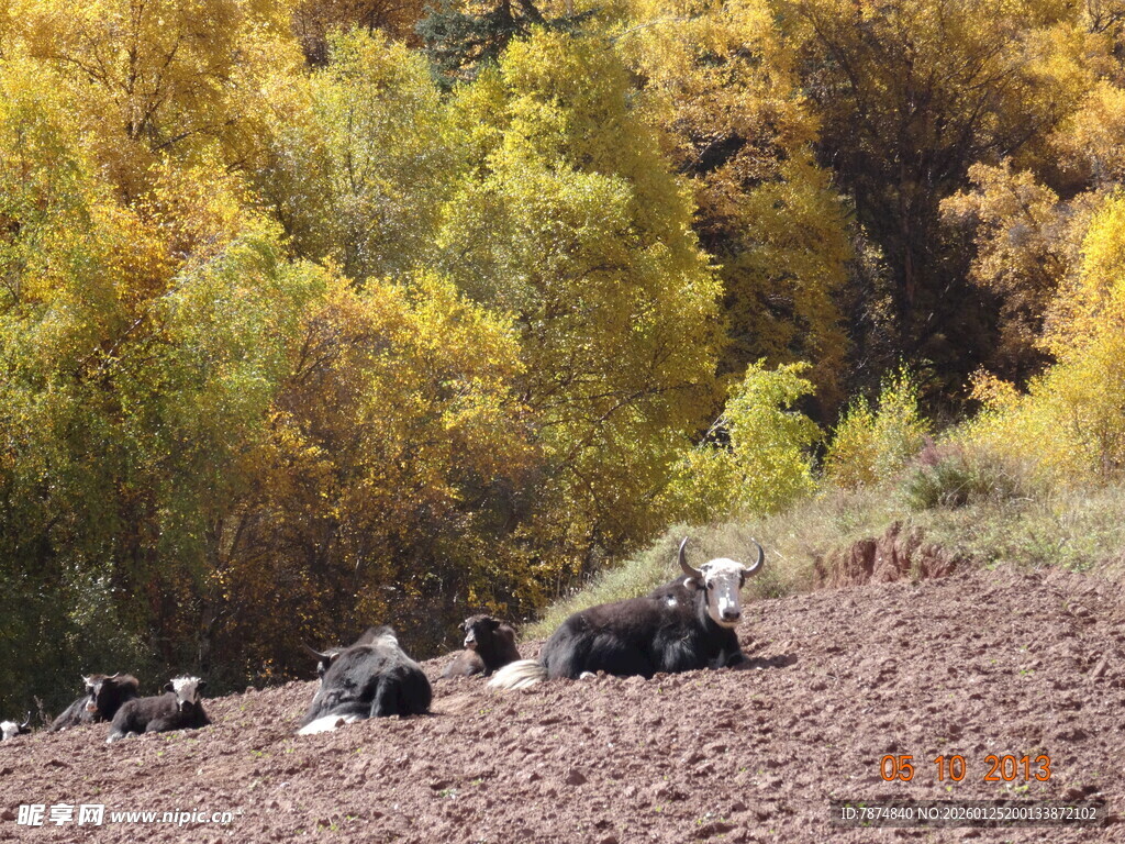 秋日山坡上休憩的牛群