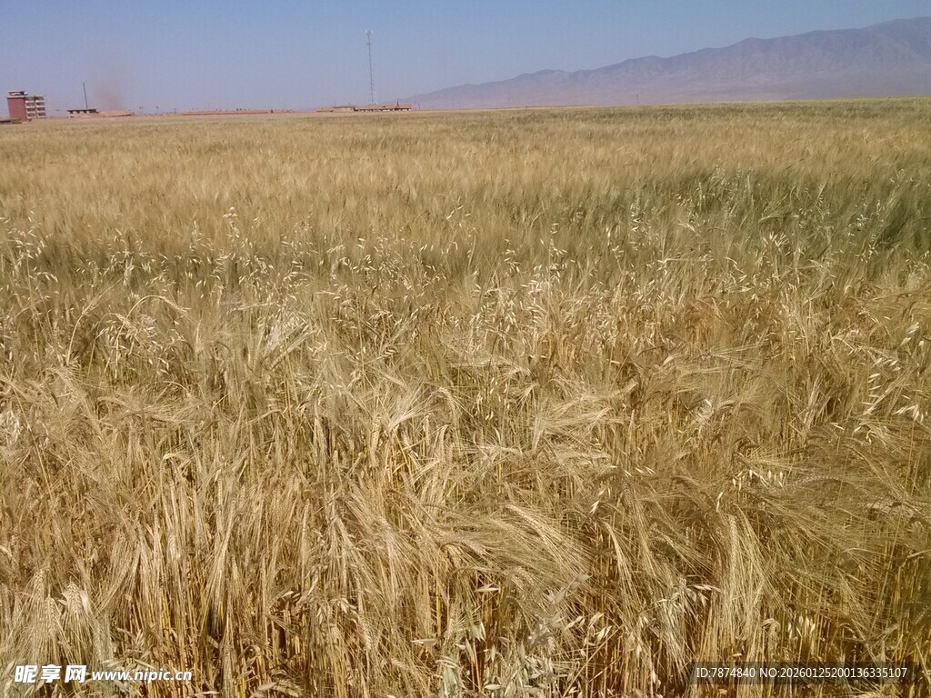 金黄麦田 广袤田野风光