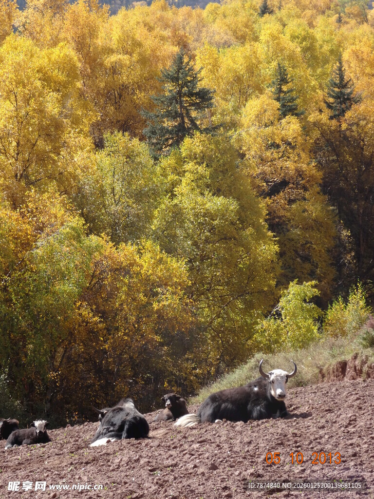 秋日山林中的休憩场景