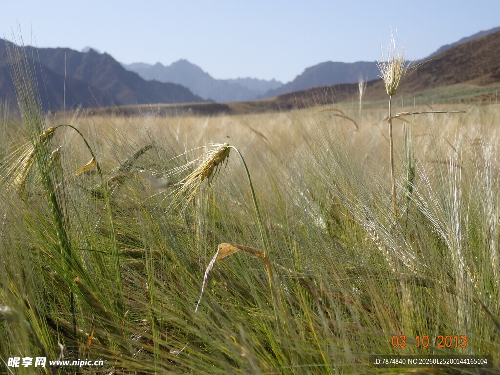 广袤原野上的蓬勃野草