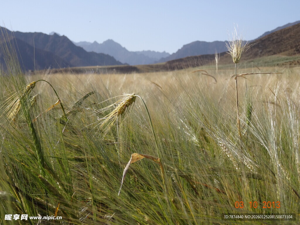 草原风光 远山近草