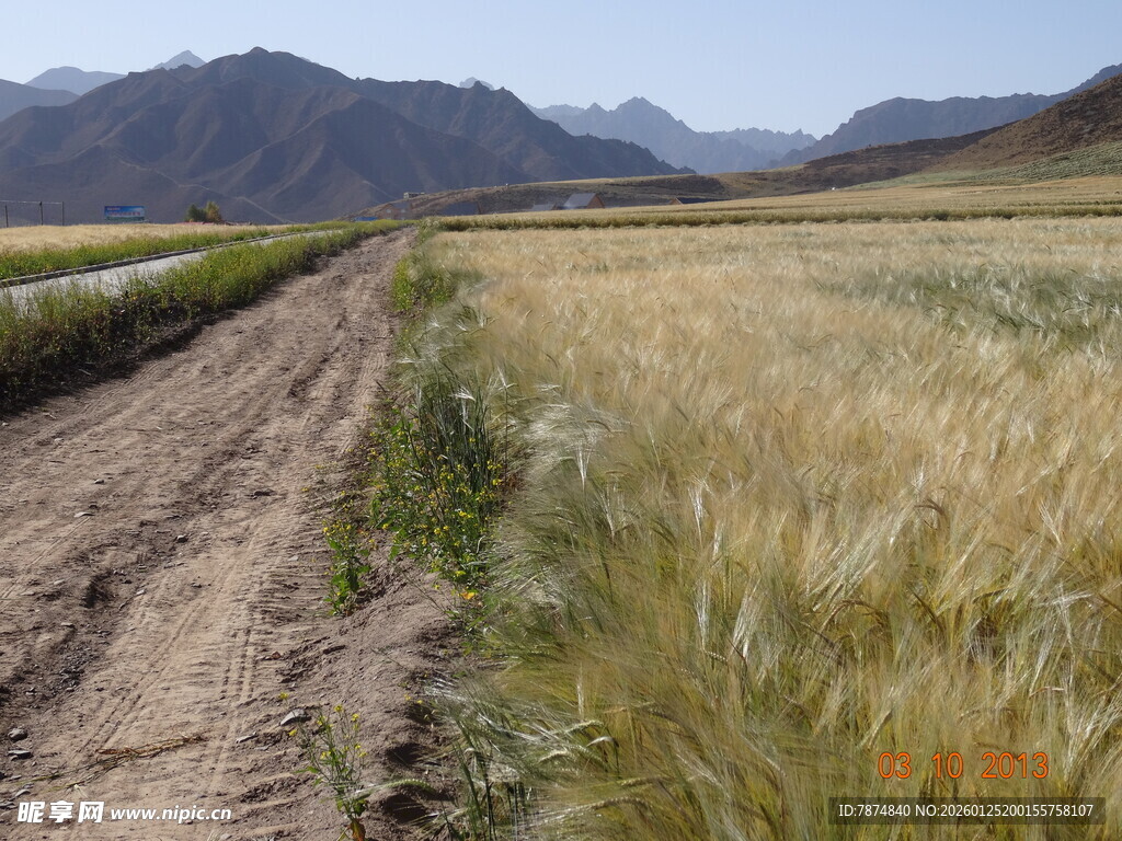 田野间的土路与金黄麦田