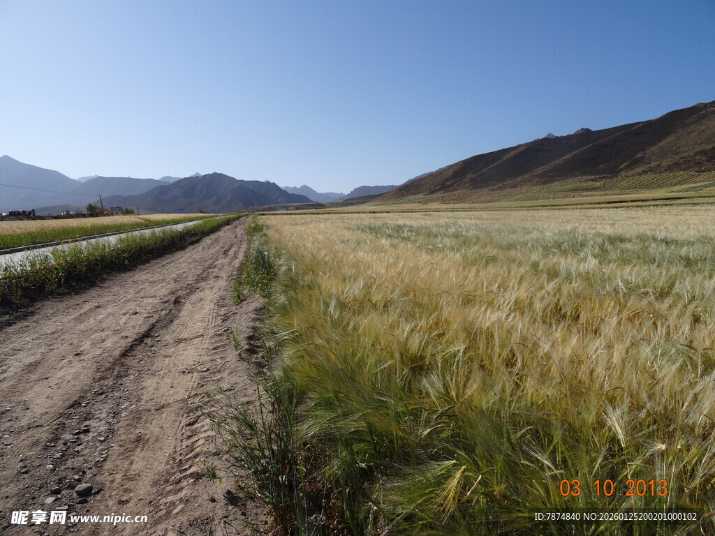 田野间的土路与金黄麦田