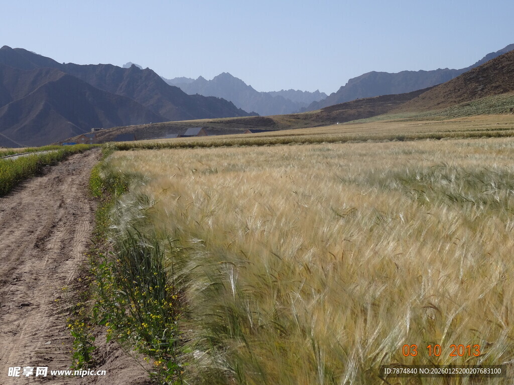 金黄麦田与远山的美丽景致
