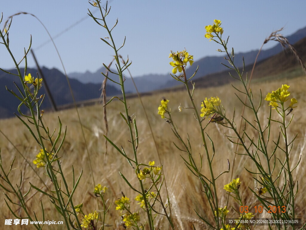 金黄田野中的灿烂小黄花