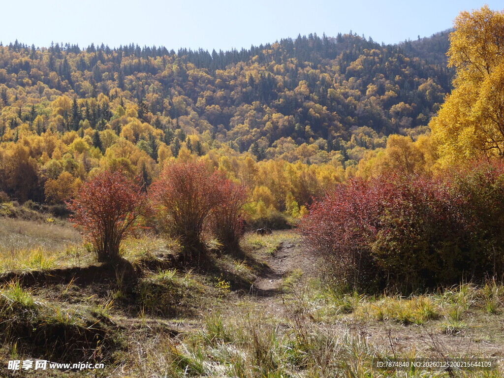 秋日山林绚丽风光