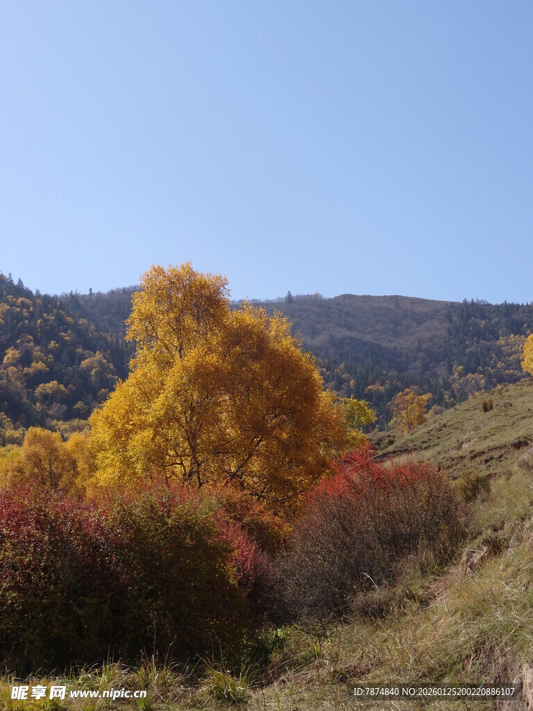 秋日山林斑斓美景