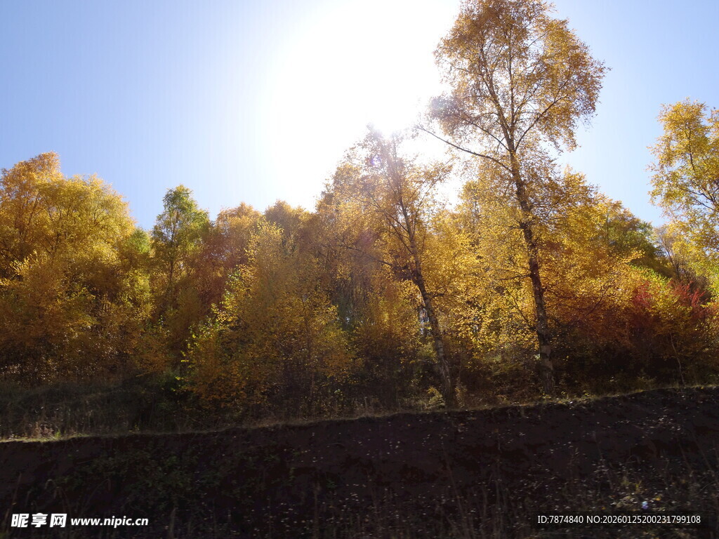 秋日林间阳光美景