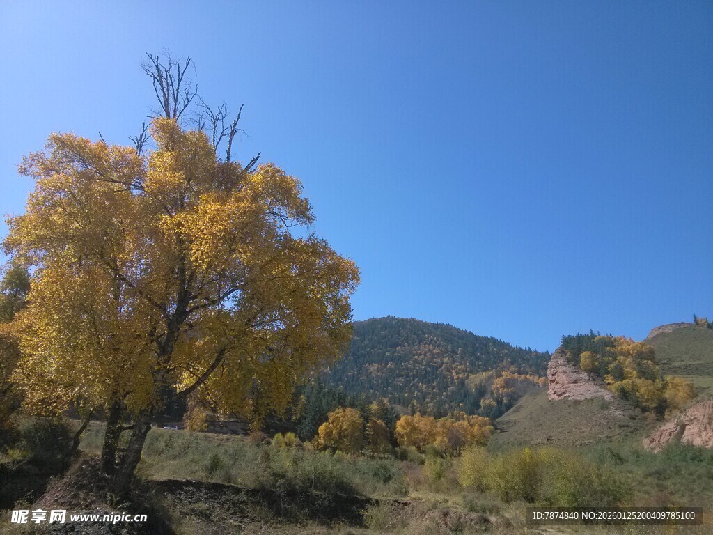 秋日山林中的金黄树木