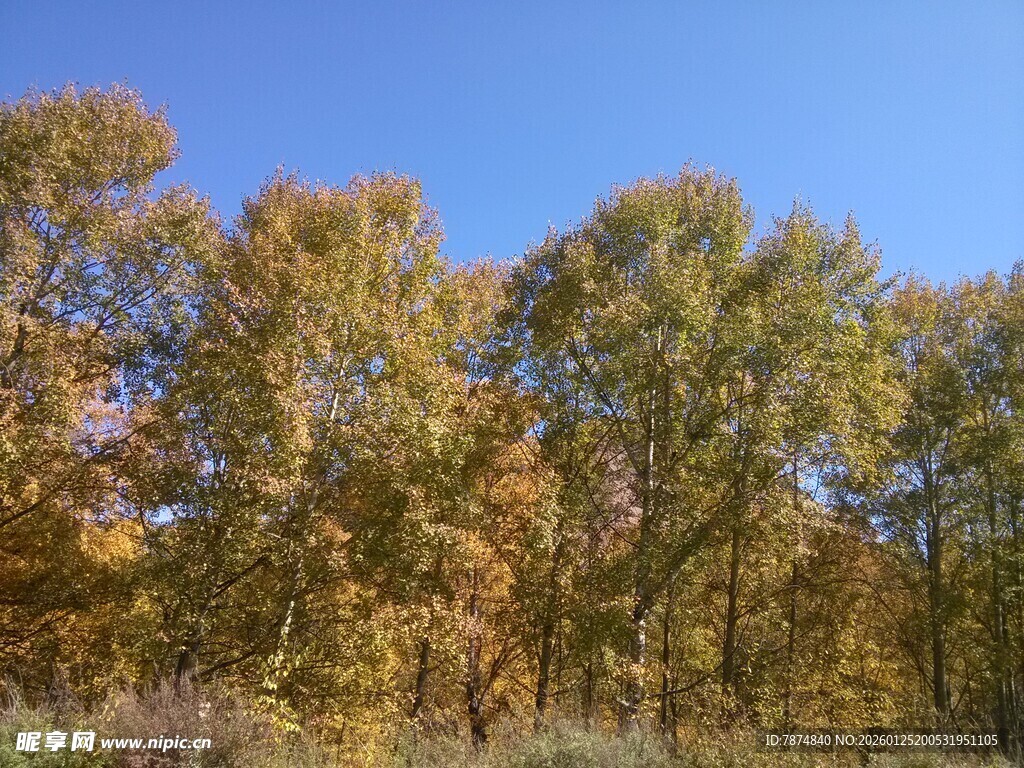 秋日金黄树林蓝天美景