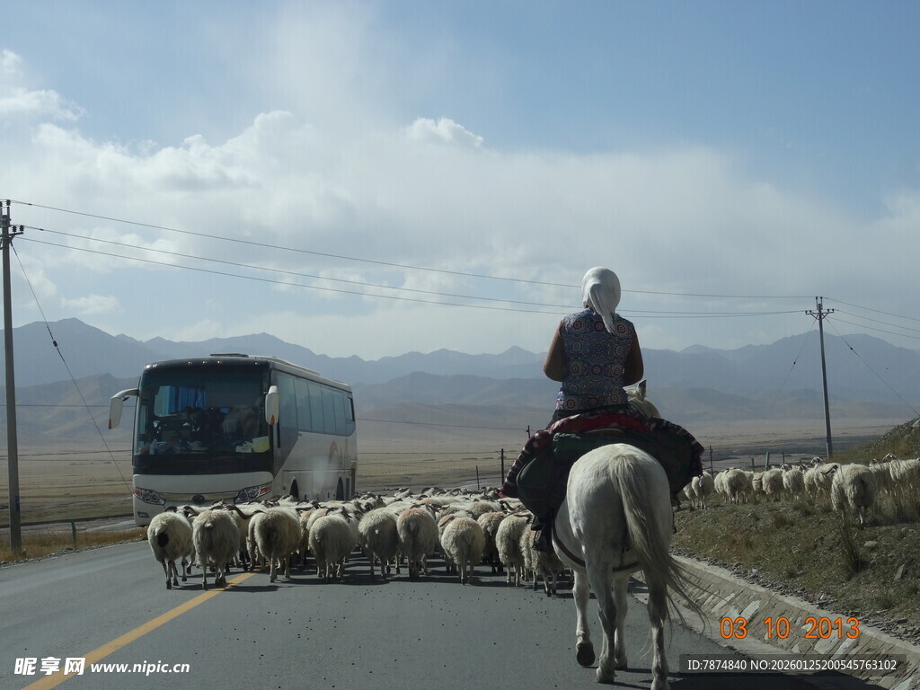 公路上牧民骑马赶羊群