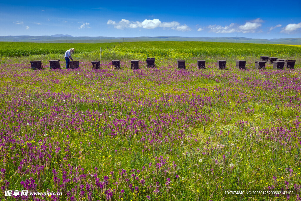 紫色花海中的整齐蜂箱