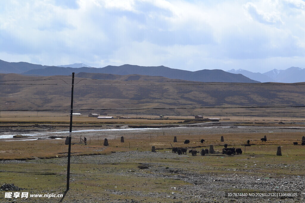 草原旷野上的动物群景观
