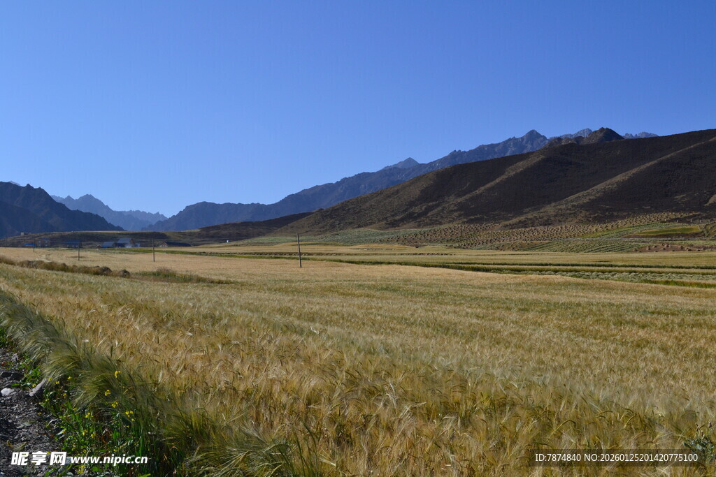 广袤麦田与远处山峦景色