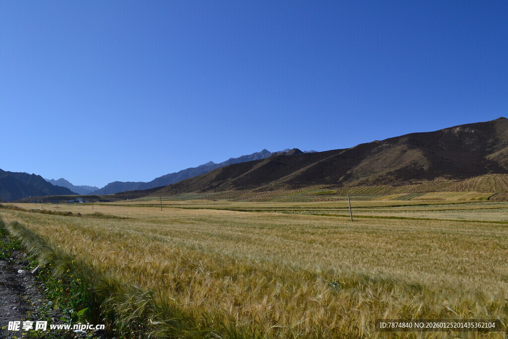 广袤麦田与远山蓝天