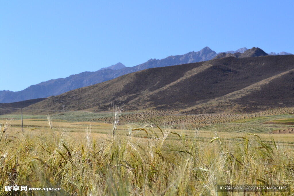 草原麦田与远山美景